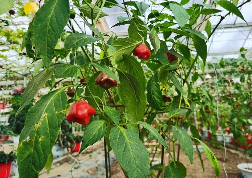 1664430876212500.png image.png