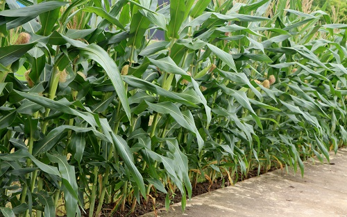 1668578932314684.png image.png