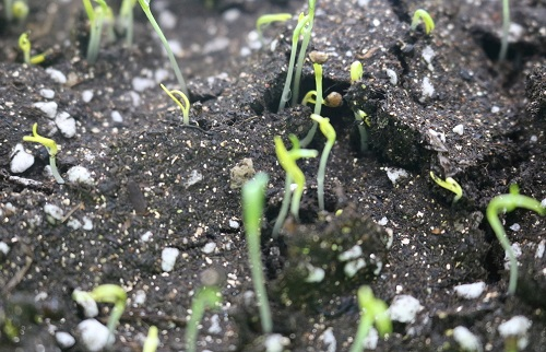 1672036800905539.png image.png